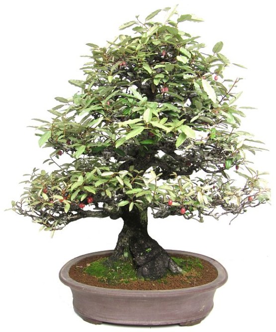 l055_oelweide_elaeagnus_angustifolia_bonsai