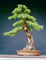 Semi di Larice (Larix Decidua)