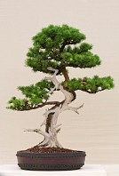 Semi di Larice Siberiano (Larix sibirica)