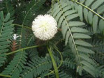 Semi di Leucaena (Leucaena Leucocephala)