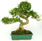 Semi di Ligustro (Ligustrum Sinensis)
