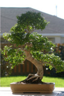 Semi di Ligustro (Ligustrum Sinensis)