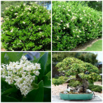 ligustrum japonicum