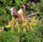 Semi di Caprifoglio Etrusco