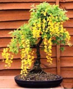 Semi di Maggiociondolo (Laburnum anagyroides)