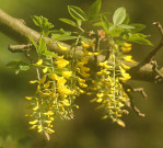 Semi di Maggiociondolo (Laburnum anagyroides)