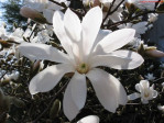 Semi di Magnolia stellata