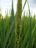 Semi di Mais (Zea Mays)