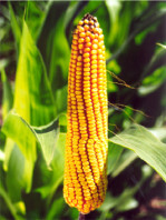 Semi di Mais (Zea Mays)
