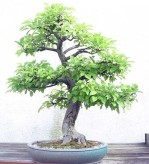 Semi di Melo (Malus Communis)