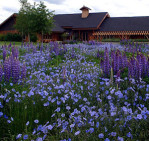 Semi di Melange di fiori estivi blu