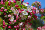 Semi di Melo (Malus Communis)