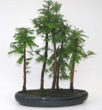 Semi di MetaSequoia (Metasequoia glyptostroboides)