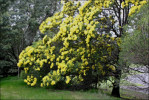 Semi di Mimosa Nera (Acacia mearnsii)