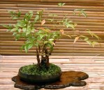Semi di Nandina (Nandina Domestica)