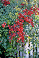 nandina-g