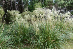 Semi di Hunangemoho (Chionochloa conspicua)