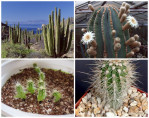 Semi di Cardon (Pachycereus pringlei)