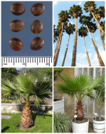 Semi di Palma Messicana (Washingtonia robusta)