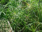 Semi di Papiro (Cyperus Alternifolius)