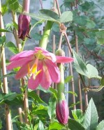 Semi di Fiore della Passione (Passiflora Mollissima)