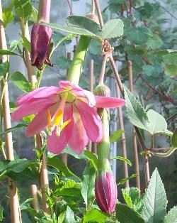 Semi di Fiore della Passione (Passiflora Mollissima)
