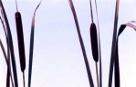 Semi di Mazzasorda (Typha latifolia)