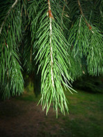 Busta da 20 semi di Abete Morinda (Picea smithiana). Appartiene alla famiglia delle Pinaceae. Conifera originaria dell' Asia e Himalaya.