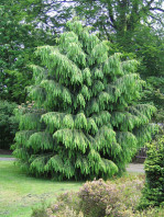 Semi di Abete Morinda (Picea Smithiana)