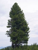 pinus cembra