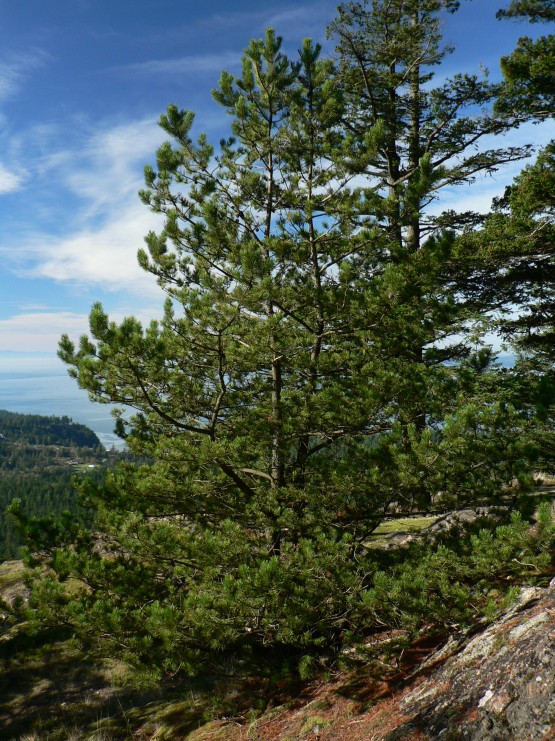 pinus contorta Marrayana