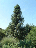 Semi di Cipresso di Cunningham (Cunninghamia Lanceolata)