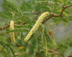 Semi di Mesquite (Prosopis Juliflora)