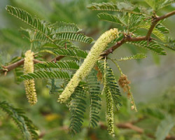 Semi di Mesquite (Prosopis Juliflora)