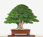 Semi di Guava (Psidium Guajava)