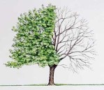 Semi di Noce del Caucaso (Pterocarya fraxinifolia)