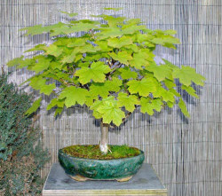 Semi di Acero d'Ungheria (Acer obtusatum)