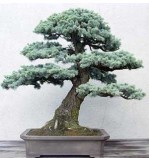 Semi di Cedro del Libano (Cedrus Libani)