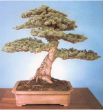 Semi di Cedro Himalaya (Cedrus Deodara)