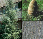 Semi di Cedro Himalaya (Cedrus Deodara)