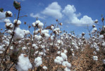 Semi di Cotone (Gossypium herbaceum)
