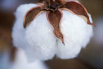 Semi di Cotone (Gossypium herbaceum)
