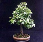 Semi di Liquidambar (Liquidambar Styraciflua)