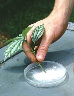talea-bonsai-propagazione
