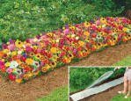 Semi di fiori per Tappeti Erbosi