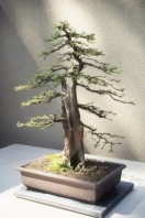 Semi di Cipresso Calvo (Taxodium Distichum)