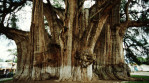 Semi di Cipresso di Montezuma (Taxodium huegelii)