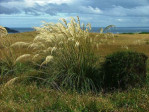 Semi di Erba Toetoe (Cortaderia toetoe)
