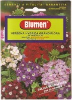 Semi di Verbena Hybrida Grandiflora