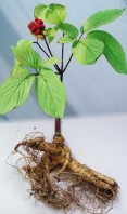Panax ginseng